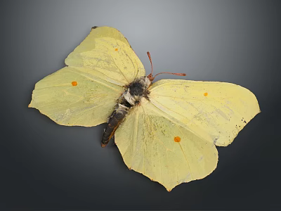 Bright Yellow Butterfly With Orange Spots On Spread Delicate Wings Displayed Clearly 3d model