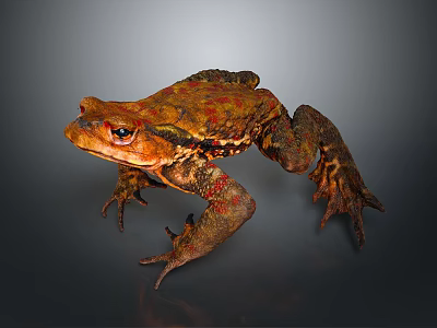 Brown Toad With Red Spots Prominent Eyes And Textured Skin On Dark Background 3d model
