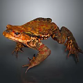Brown Toad With Red Spots Prominent Eyes And Textured Skin On Dark Background