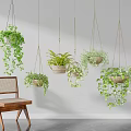 Various Hanging Trailing Green Plants with Macramé Planters Wooden Chair and White Wall