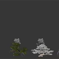 Decorative Plants With White Flowers And Green Leaves In Various Forms