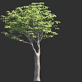 Single Tall Tree With Lush Green Leaves And Gray Trunk On Dark Background 3d model