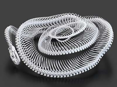 snake bones snake bones 3d model