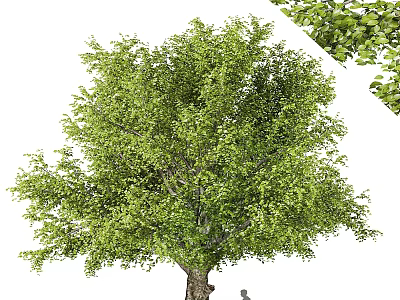 Lush Tall Tree with Dense Green Foliage and Sturdy Trunk in Nature 3d model