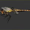 Dragonfly with yellow black body and transparent wings on dark background