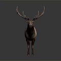Realistic 3D Deer Model In Standing Pose With Large Antlers And Brown Coat