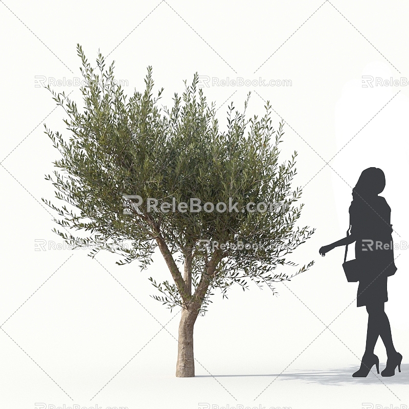 Olive Tree Olive Street Trees Roadside Trees Community Greening Big Olive Trees 3d model