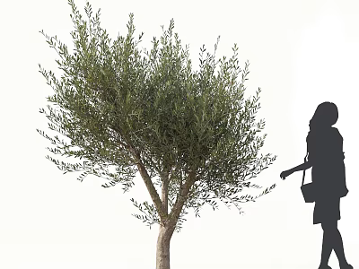 Lush Olive Tree with Female Silhouette Standing Nearby Holding Bag 3d model