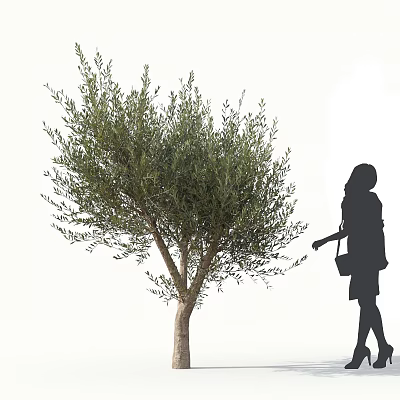 Lush Olive Tree with Female Silhouette Standing Nearby Holding Bag 3d model