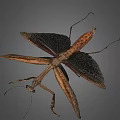 Detailed Brown Mantis with Spread Wings and Slender Legs on Gray Background