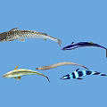Various Aquatic Fish Species With Spotted Striped Yellow Silver And Elongated Bodies