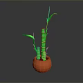Household Decorative Green Bamboo in Orange Pot with Slender Stems and Fresh Leaves