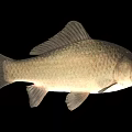 Freshwater Fish With Gray Body And Visible Scales Isolated On Black Background