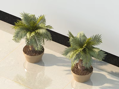 Two Indoor Potted Bonsai Palm Plants in Light Beige Ceramic Pots on Floor 3d model