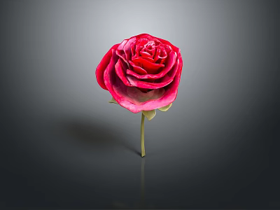 Red Rose With Vibrant Petals And Green Stem On Gray Background 3d model