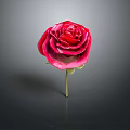 Red Rose With Vibrant Petals And Green Stem On Gray Background
