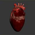 3D Rendered Human Heart Organ Model Showing Detailed Red Anatomical Texture