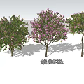 Blooming Arbor Trees With Pink Flowers And Green Leaves In Garden Landscape