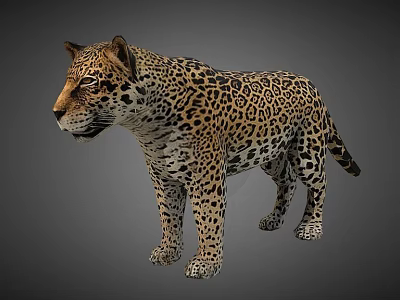 Realistic 3D Model of Flying Eagle with Detailed Feather and Wing Structure 3d model