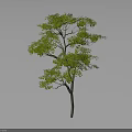 Lush Green Tree With Thick Trunk And Dense Foliage Isolated On Gray Background