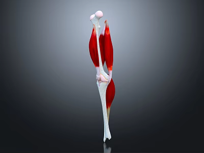3D Rendered Human Leg Muscle Structure With Red Tissue And White Bones 3d model