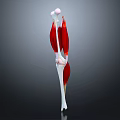 3D Rendered Human Leg Muscle Structure With Red Tissue And White Bones