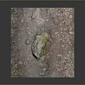 Natural Ground With Mossy Rock Small Plants Soil And Pebbles