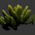 Succulent Plant With Green Yellow Plump Cluster Leaves On Dark Background