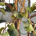 Green Vines With Lush Green Leaves Growing On White Lattice Trellis