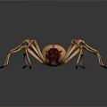 Detailed View of Tan Spider with Long Slender Legs on White Background
