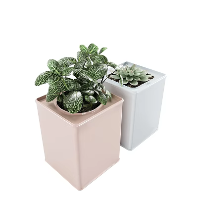 Potted Plants in Pink Hexagonal and White Square Pots with Green Veined Leaves and Succulent 3d model