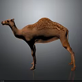 Camel With Reddish Brown Fur Standing Isolated on Gray Background in Realistic 3D Render 3d model