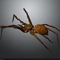 Close Up View Of Large Brown Spider On Gray Background With Long Legs