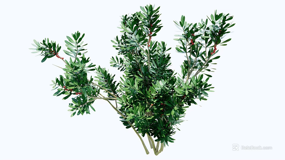 Lush Evergreen Arborvitae Tree Branches With Green Foliage And Red Accents For Decoration 3d model 