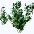 Lush Evergreen Arborvitae Tree Branches With Green Foliage And Red Accents For Decoration