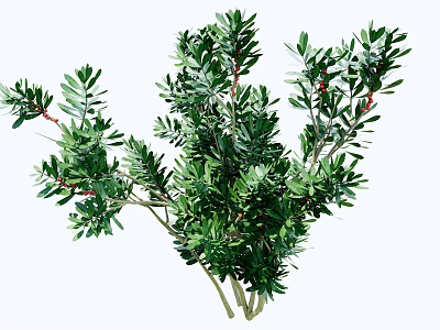 Lush Evergreen Arborvitae Tree Branches With Green Foliage And Red Accents For Decoration 3d model