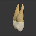 3D Rendered Dental Bicuspid Tooth Model With Yellow Crown And White Root On Dark Background