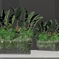 Large Leaf Variegated Potted Plants In Square Metal Stand Planters For Indoor Decor