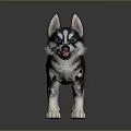 Cute Black And White Husky Puppy With Blue Eyes Wagging Tail Standing On Smooth Surface