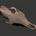 Detailed Animal Skull Skeleton with Anatomical Structure and Fossil Teeth Features