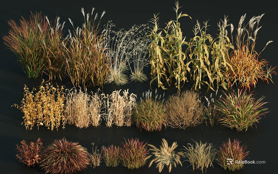 Diverse Ornamental Grasses Collection With Various Colors And Textures For Landscaping 3d model 