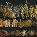 Diverse Ornamental Grasses Collection With Various Colors And Textures For Landscaping