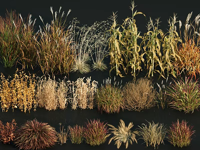 Diverse Ornamental Grasses Collection With Various Colors And Textures For Landscaping 3d model