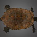 Realistic Brown Turtle With Detailed Textured Shell And Extended Limbs 3d model