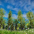 Pine Forest Plant Trees Pine Tree Flowers Forest Scene 3d model