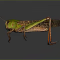 Modern grasshopper insect cartoon locust 3d model
