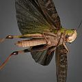 Green Grasshopper With Large Wings And Long Hind Legs Isolated On Gray Background