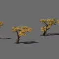 Yellow Leaf Shrubs with Thick Trunks Casting Shadows on Gray Background