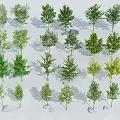 Landscape Trees Street Trees Courtyard Landscape Trees Arbor 3d model