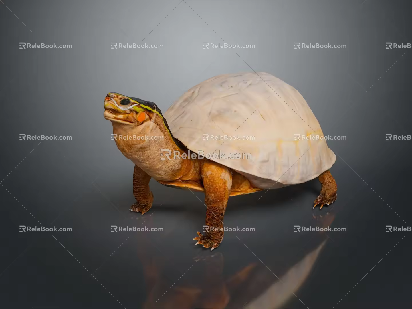 Turtle Cartoon Turtle Snapping Turtle Chickbill Turtle Reptile Cold Blooded Animal Reptile Class 3d model